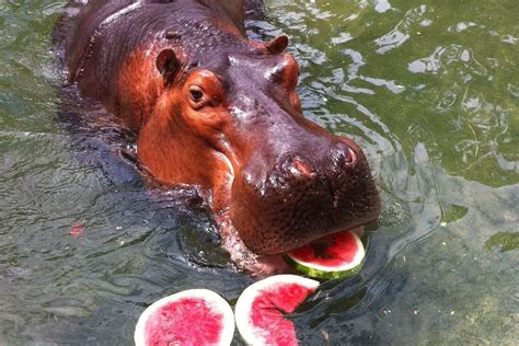 cream pie eating tumblr|Search: hippo eating watermelons .